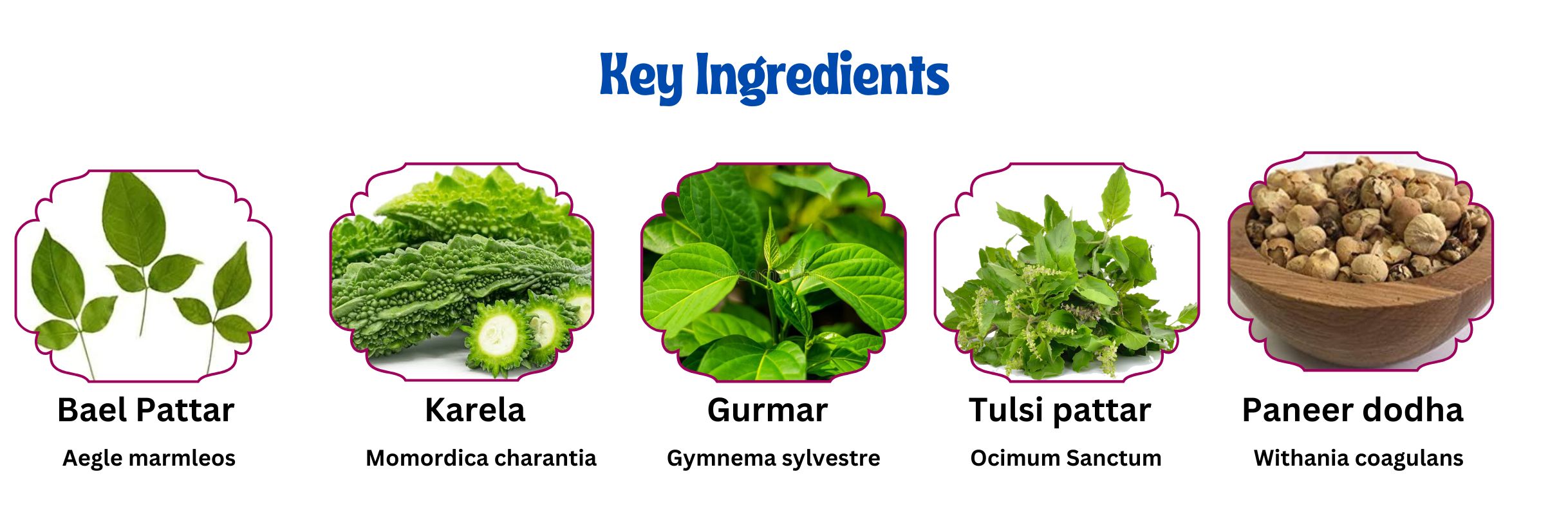 karela jamun powder